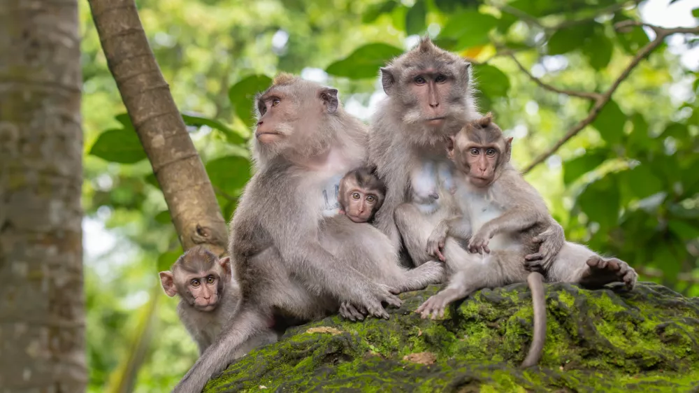 Macaque monkeys at Ubud Monkey Forest Sanctuary in Ubud, Bali, Indonesia.