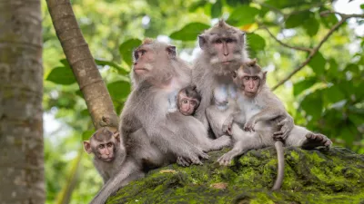 Macaque monkeys at Ubud Monkey Forest Sanctuary in Ubud, Bali, Indonesia.