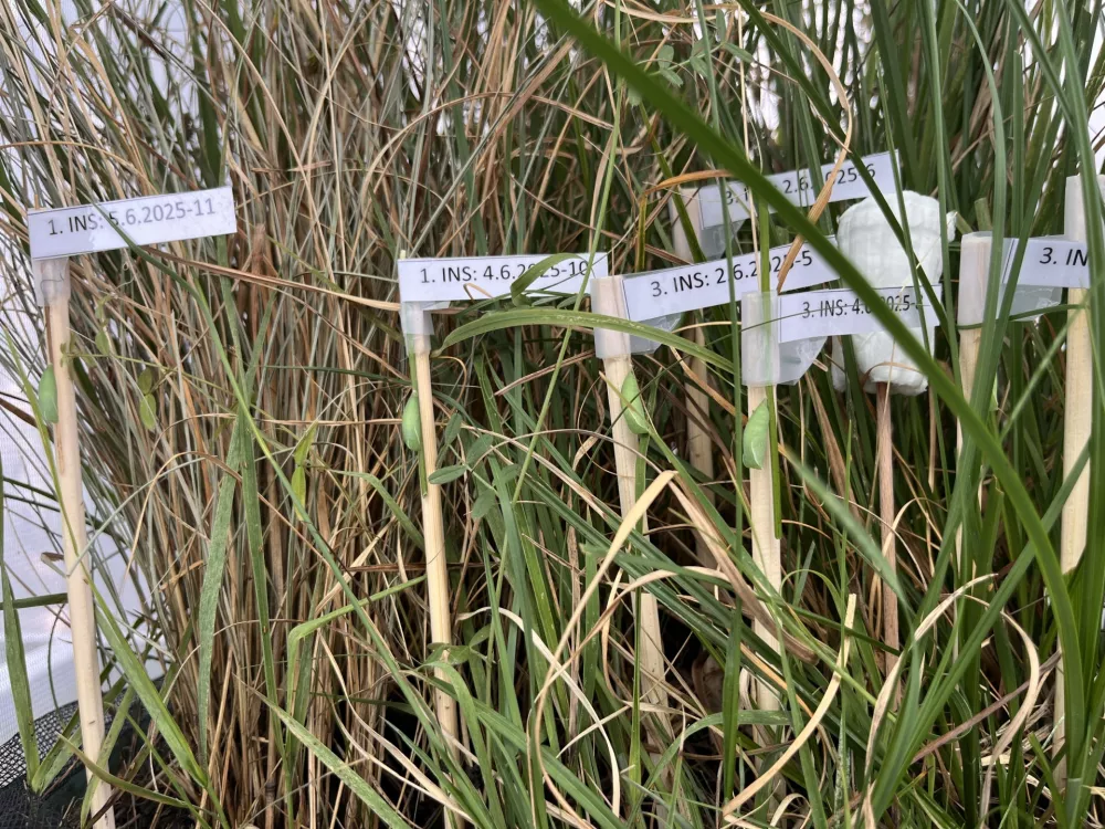 Na Barju ohranili dve ogroženi vrsti