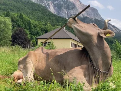 Veronika med praskanjem / Foto: Antonio J Osuna Mascaró