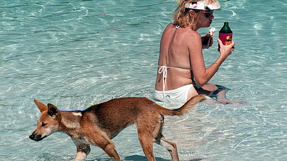 Dingo, Avstralija - pes