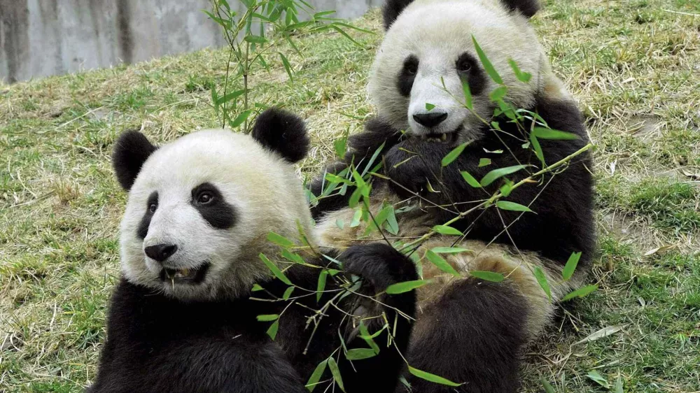 A pair of pandas, a male (R) and a female, eat bamboo at the China Panda Protection and Research Center in Wolong, in southwest China's Sichuan province in this March 17, 2007 photo. China has selected the two pandas to give to Hong Kong as an anniversary gift, 10 years after the former British colony's return to Chinese rule. Picture taken March 17, 2007. CHINA OUT REUTERS/China Daily (CHINA)