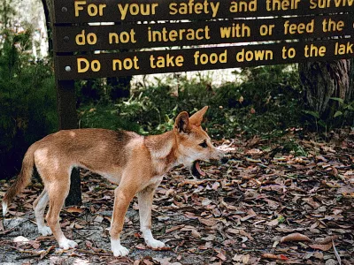 Dingo, Avstralija - pes