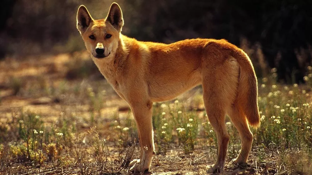 avstralski pes dingo