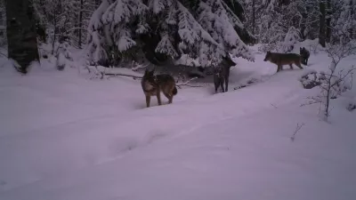 Trop volkov v notranjosti Plitvi&scaron;kih jezer. F TZ Plitvi&scaron;ka jezera