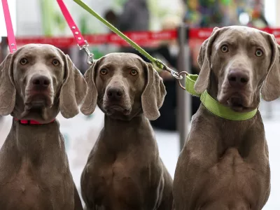 24 January 2026, Russia, Kazan: Weimaraners at the 2026 National dogs show in memory of Leonid Sabaneyev at the Kazan Expo Exhibition Centre in Bolshiye Kabany. Photo: Yegor Aleyev/TASS via ZUMA Press/dpa