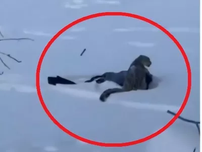 Svet je obkrožil posnetek smučarke, ki leži z obrazom v snegu, medtem ko snežni leopard sedi na njeni glavi. Foto: posnetek zaslona