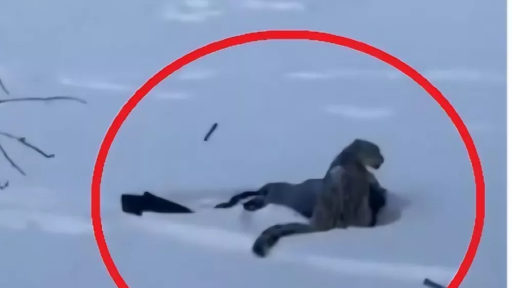 Svet je obkrožil posnetek smučarke, ki leži z obrazom v snegu, medtem ko snežni leopard sedi na njeni glavi. Foto: posnetek zaslona