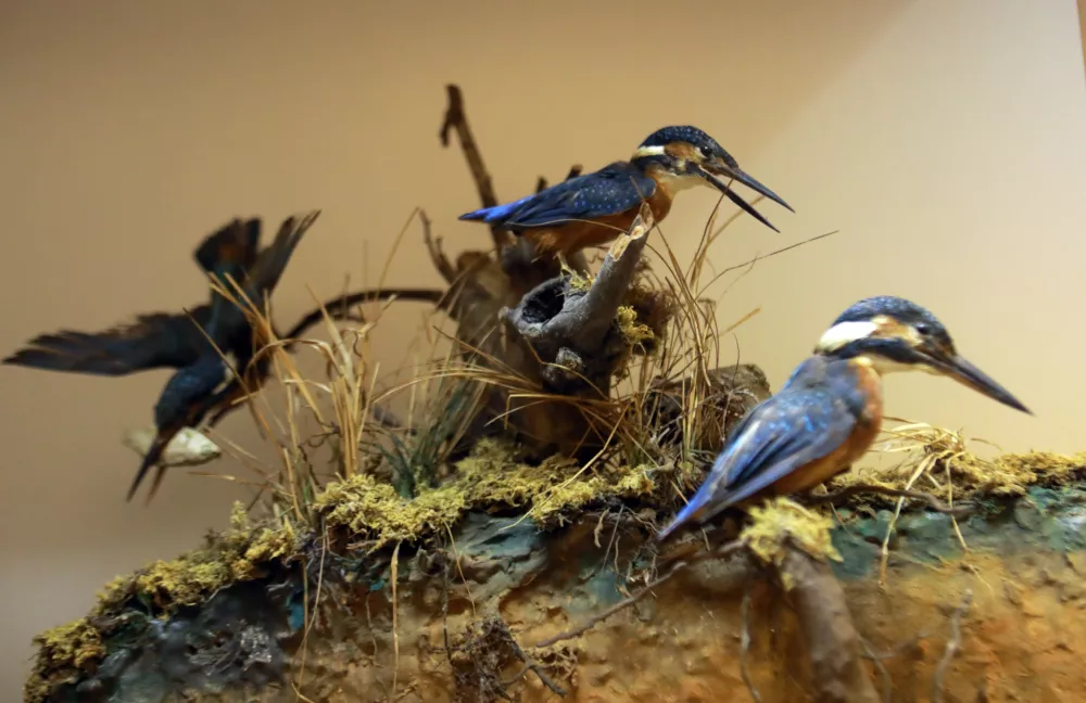 Nenavadno življenje 97-letnega Staneta: Spal v krsti, lovil znanje, prepariral živali