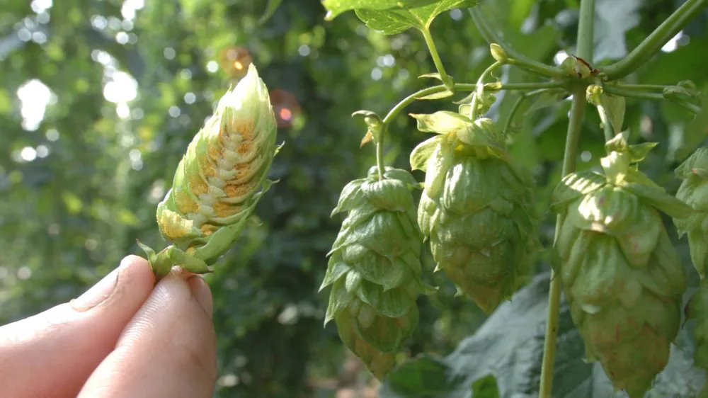 hmeljarstvo - obiranje hmelja - nasad hmelja - hmelj - Žalec - Savinjska dolina // FOTO: Jaka AdamičOPOMBA: ZA OBJAVO V SOBOTNI PRILOGI - REPORTAŽA