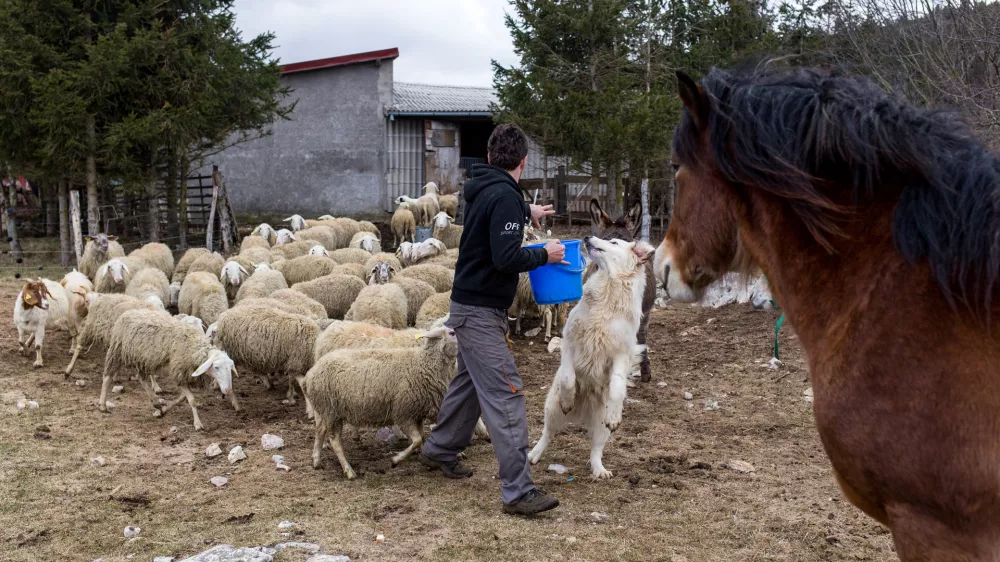 - pastirski pes pasme tornjak- drobnica - ovce- 28.02.2017 - Jur&scaron;če v Občini Pivka - Ekolo&scaron;ka kmetija Sedmak - reja drobnice na prostem - primer dobre prakse uporabe pastirskih psov za varovanje drobnice pred velikimi zvermi -//FOTO: Matjaž Ru&scaron;t