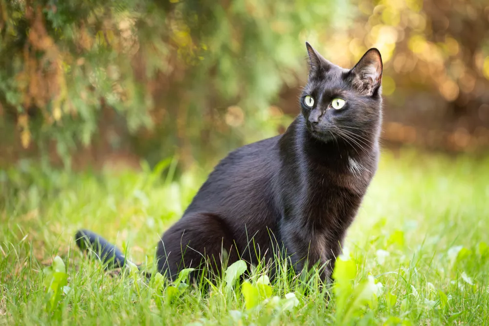 Black cat against the background of blurred autumn foliage on green grass