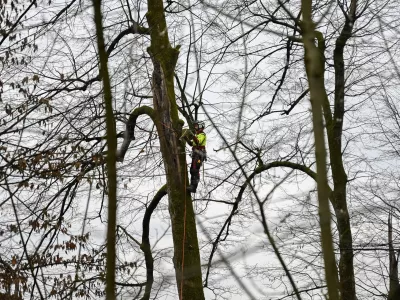 - 27.02.2024 &ndash; Krajinski park Tivoli &ndash; sečnja oslabljenih in bolnih dreves na območju Podrožni&scaron;ke poti v Krajinskem parku Tivoli, Rožnik in &Scaron;i&scaron;enski hrib //FOTO: Nik Erik Neubauer