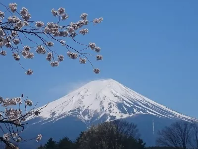 Gora Fuji s če&scaron;njami