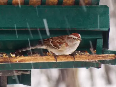 A lovely Common House Sparrow perches on my Backyard Bird Feeder in this Winter Scene during the Snow Storm.