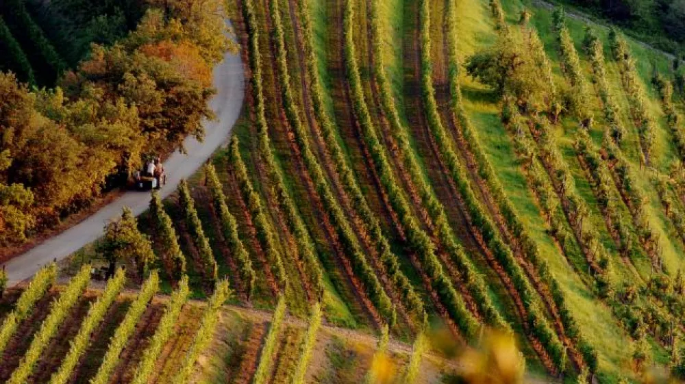 - TRGATEV -  - Kmetija PRINČIČ - Gori&scaron;ka brda &ndash; Kozana &ndash; Dobrovo v Brdih- Vinograd v Vipolžah- grozdje , //FOTO: Bojan Velikonja  OPOMBA: ZA OBJAVO V SOBOTNI PRILOGI DNEVNIK&ndash; REPORTAŽA