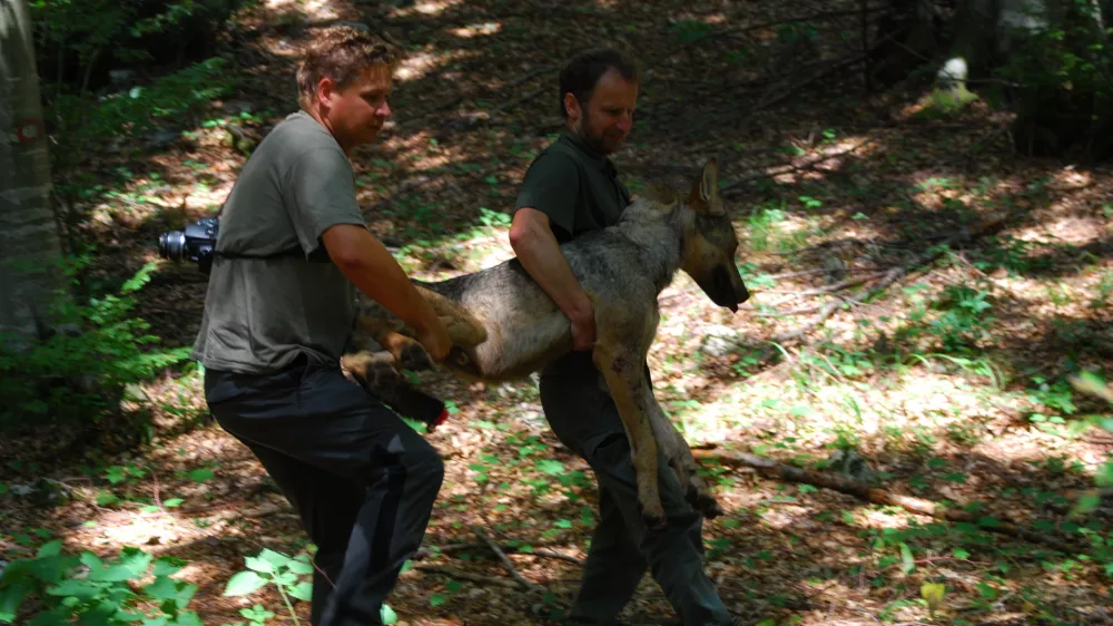 Biotehni&scaron;ka fakulteta, katedra za ekologijo in varstvo okolja volk Slavc, odlov / Foto: Nina Ražen 