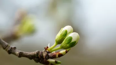 Brstenje če&scaron;nje. Slika je simbolična. / Foto: Istock