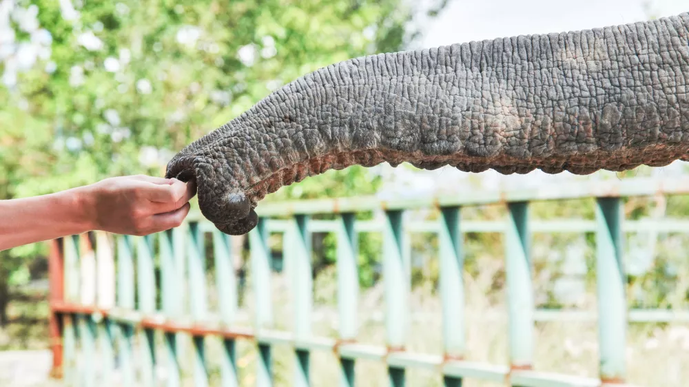 Njegov rilec je nekaj izjemnega. / Foto: Istock