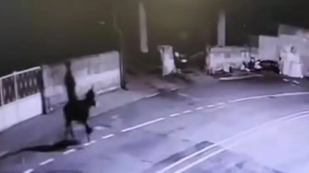 Po ropu zlatarne je osumljenec pobegnil na oslu. 