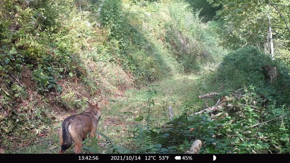 Volk ponovno na Pohorju &ndash; znanje za varen soobstoj