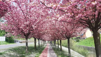 Od mostov do japonskih češenj: Zagorje ob Savi postaja slovenska prestolnica romantike