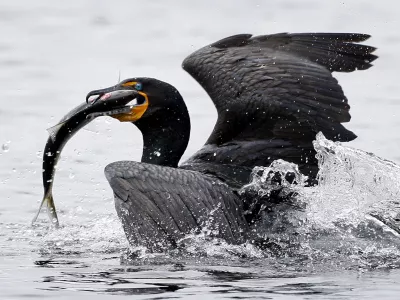 A double-crested cormorant surfaces after catching an alewife near the outlet of Damariscotta Lake, Friday, May 15, 2009, in Newcastle, Maine. While this fish was unlucky, tens of thousands of alewives will evade their predators as they return to the freshwater lake to spawn. Alewives spend most of the year at sea. (AP Photo/Robert F. Bukaty)