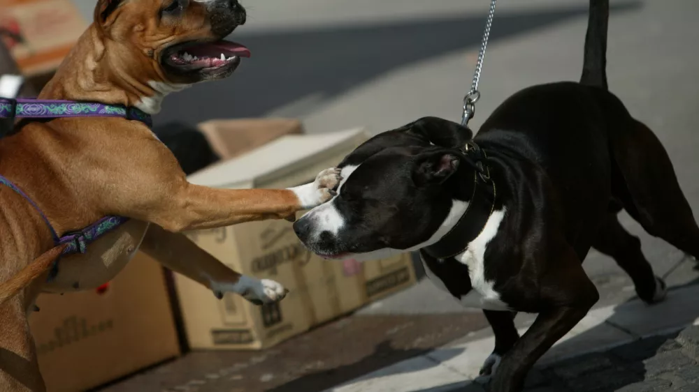 pes - pasma pitbull - //FOTO: Matej Pov&scaron;e