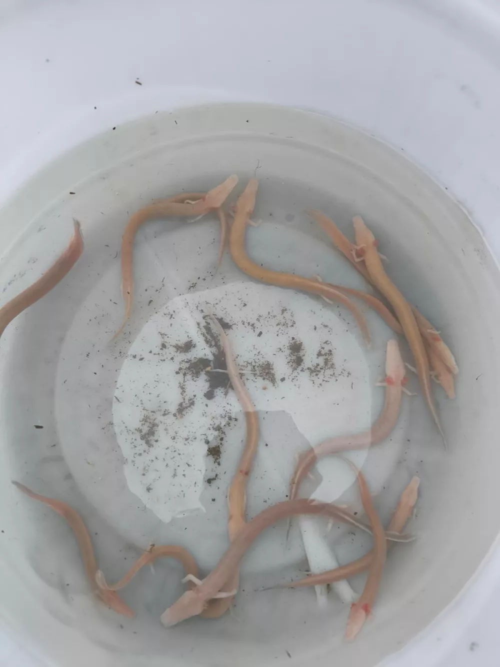 Člove&scaron;ke ribice