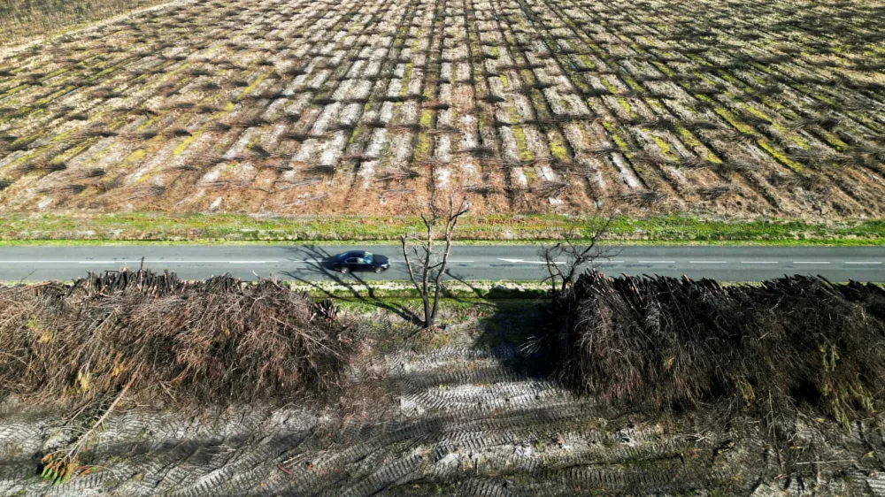 FILE PHOTO: A view shows trees, which burned during wildfires that sorely impacted the forests of the Gironde region, cut down and piled up in Saint-Magne, France, March 21, 2023. REUTERS/Stephane Mahe/File Photo