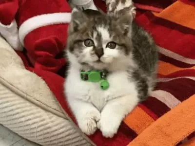 Prisrčni Bob / Foto: Meriden Animal Control-saving Paws / Facebook