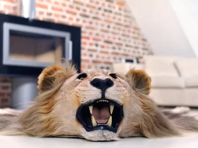 lev v dnevni sobi / Foto: Er09