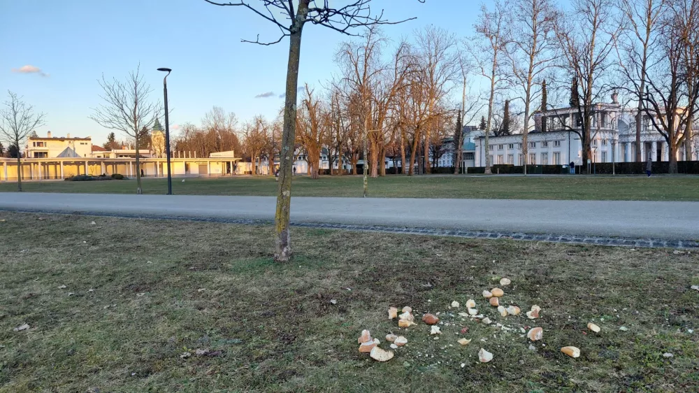 Kruh v parku privablja podgane