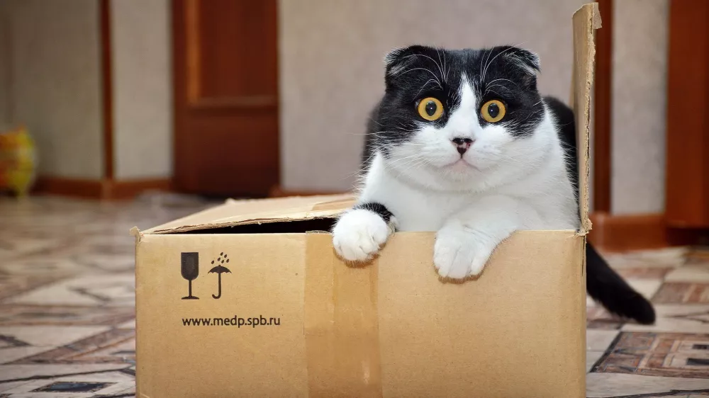 Mačka v &scaron;katli