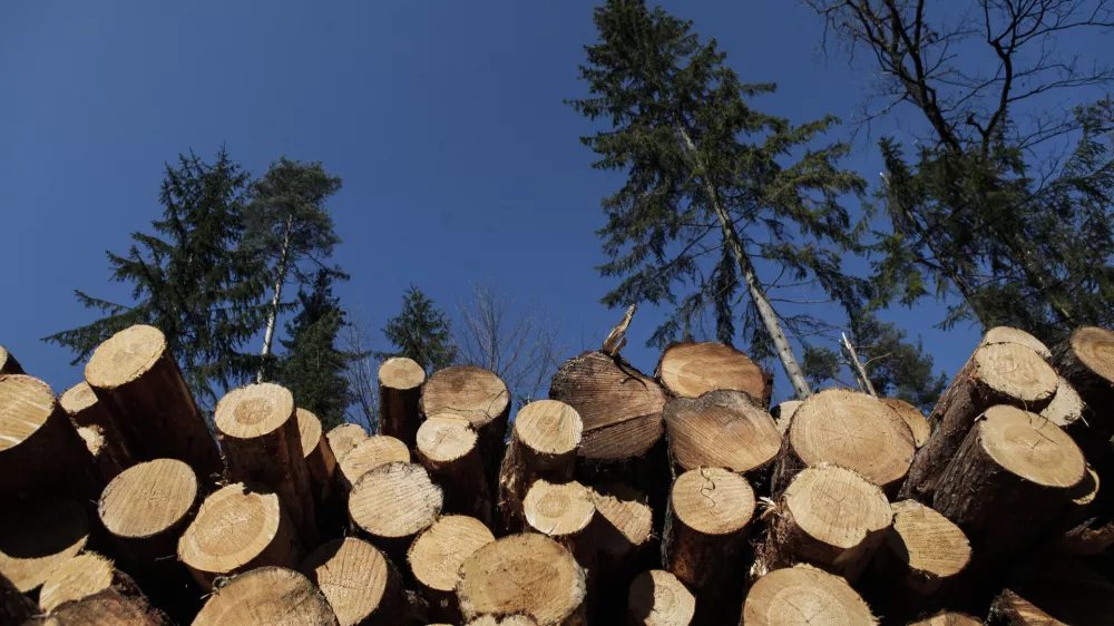 Smlednik -  - 20.3.2014 - sanacija po&scaron;kodovanih gozdov po žledolomu - sečnja in spravilo po&scaron;kodovanega lesa - podrta - polomljena drevesa - gozdovi - gozd - les - hlodovina - gozdarstvo - žledolom    //FOTO: Luka Cjuha.