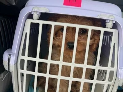 Murskosobo&scaron;ki policisti so v prtljažniku kombija na&scaron;li dvanajst psov in sedem mačk, ki so jih začasno odvzeli. 