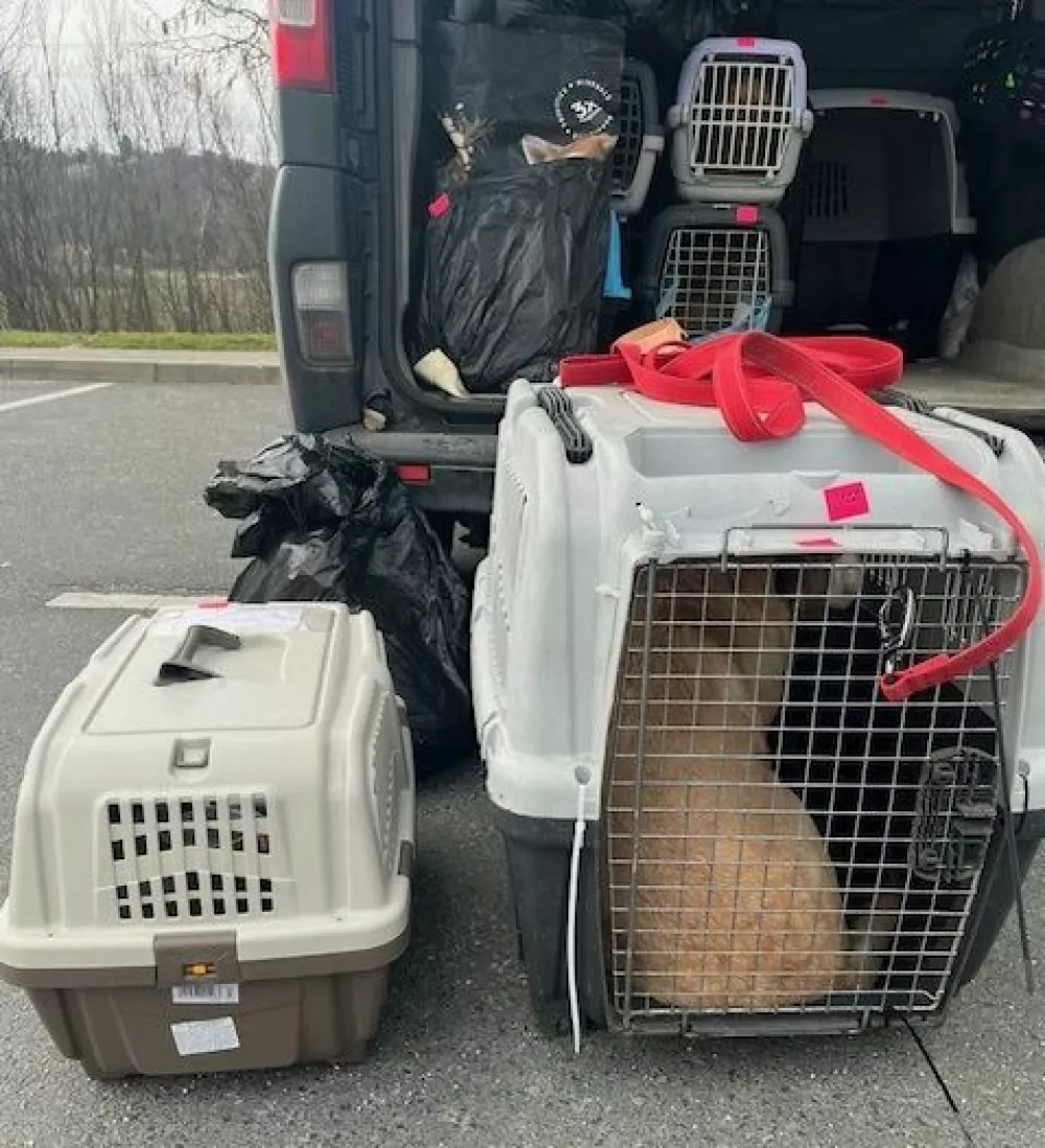 Murskosobo&scaron;ki policisti so v prtljažniku kombija na&scaron;li dvanajst psov in sedem mačk, ki so jih začasno odvzeli. 