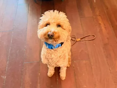 Skrbnica je dveletnega kužka, ki so mu zdaj nadeli ime JetBlue, zapustila na letali&scaron;ču in se sku&scaron;ala brez njega vkrcati na letalo. 