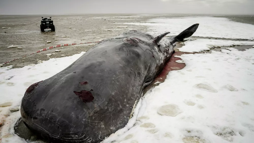 Znanstveniki se bojijo, da se bo to letos zgodilo &scaron;e večkrat. Nihče ne ve, zakaj je letos spet toliko primerov. / Foto: Profimedia