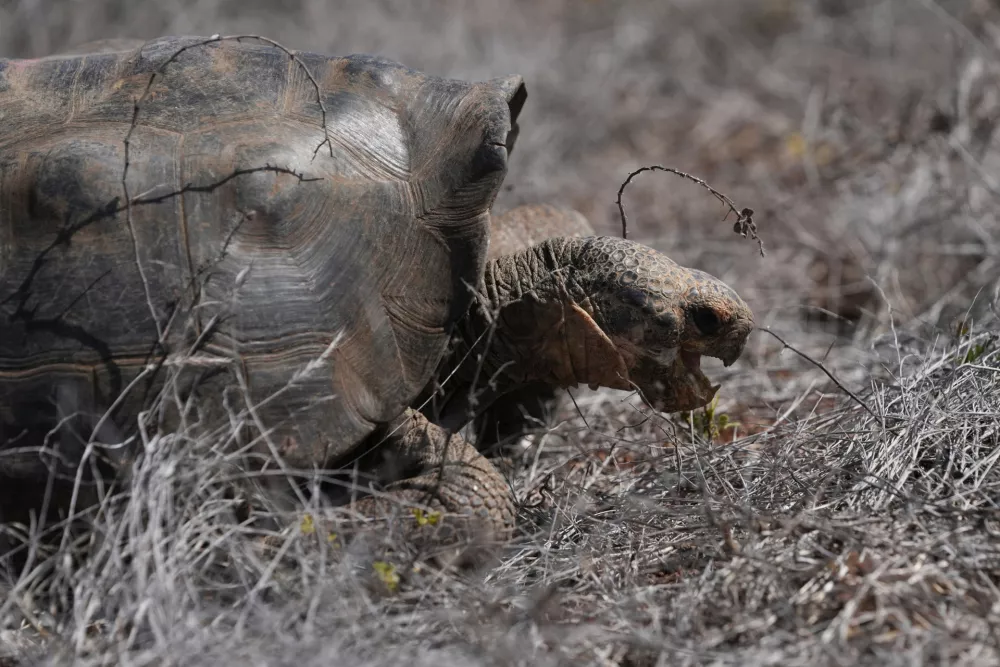 A juvenile giant tortoise walks away after being released on Floreana Island as part of a project to reintroduce the Floreana giant tortoise to its native island in the Galapagos Islands, Ecuador, Friday, Feb. 20, 2026. (AP Photo/Dolores Ochoa)