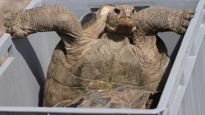 A juvenile giant tortoise sits in a box before its release on Floreana Island as part of a project to reintroduce the species to its native habitat in the Galapagos Islands, Ecuador, Friday, Feb. 20, 2026. (AP Photo/Dolores Ochoa)
