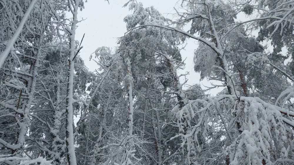 Murska Sobota.Snegolom.Foto: Zavod za gozdove RS