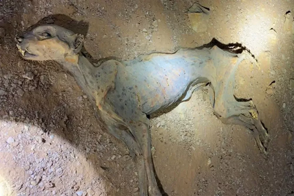 Poleg sedmih mumij so raziskovalci v jamah na&scaron;li &scaron;e ostanke okostij 54 drugih mačk. Foto: Nacionalni center za prostoživeče živali 