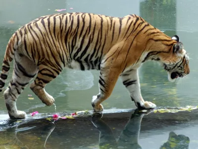 A Bengali tiger crosses a pond inside its cage at the Sriracha Tiger Zoo in Chonburi province, southeast of Bangkok, Thailand Friday, Oct. 22, 2004. Thai authorities may cull five more sick tigers at a private zoo suspected of having bird flu after 18 others were killed and another 42 died. Officials at this private zoo are first trying medical treatment to save the tigers, which became sick after eating raw chicken carcasses believed to be infected with bird flu. (AP Photo/Apichart Weerawong)