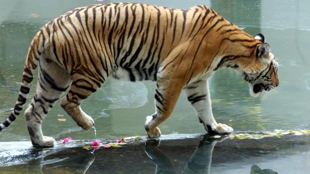 A Bengali tiger crosses a pond inside its cage at the Sriracha Tiger Zoo in Chonburi province, southeast of Bangkok, Thailand Friday, Oct. 22, 2004. Thai authorities may cull five more sick tigers at a private zoo suspected of having bird flu after 18 others were killed and another 42 died. Officials at this private zoo are first trying medical treatment to save the tigers, which became sick after eating raw chicken carcasses believed to be infected with bird flu. (AP Photo/Apichart Weerawong)