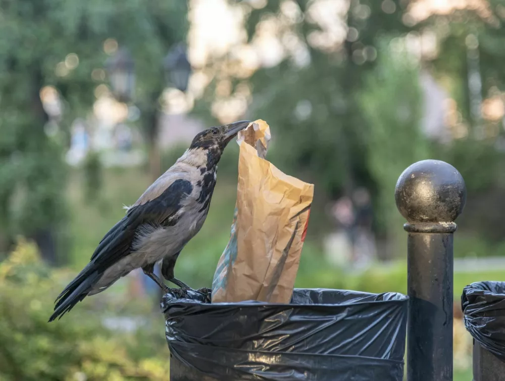 Hooded crow (lat. Corvus cornix) is stealing paper packet from trash can in the public park. / Foto: Julija Kumpinovica