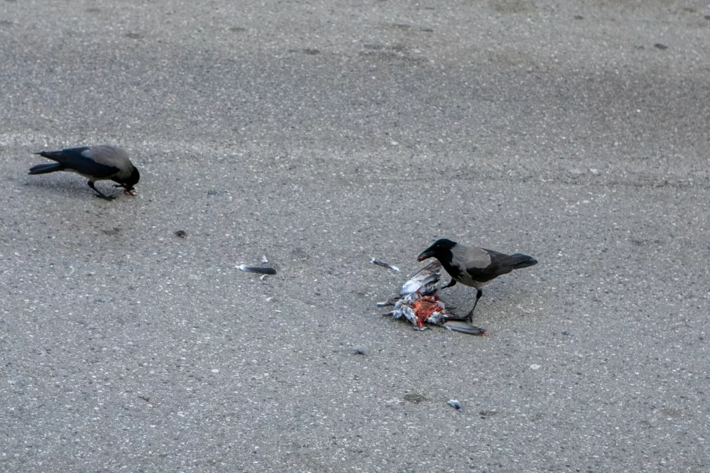 25.2.2026 - simbolična fotografija - ptič - vrana - vraneFoto: Luka Cjuha / Foto: Luka Cjuha