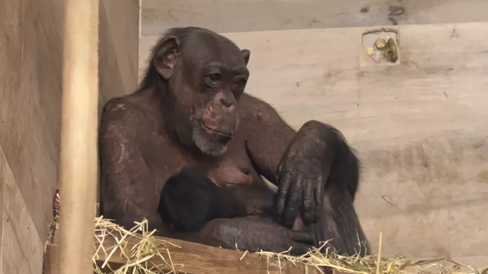 Foto: Arhiv ZOO Ljubljana