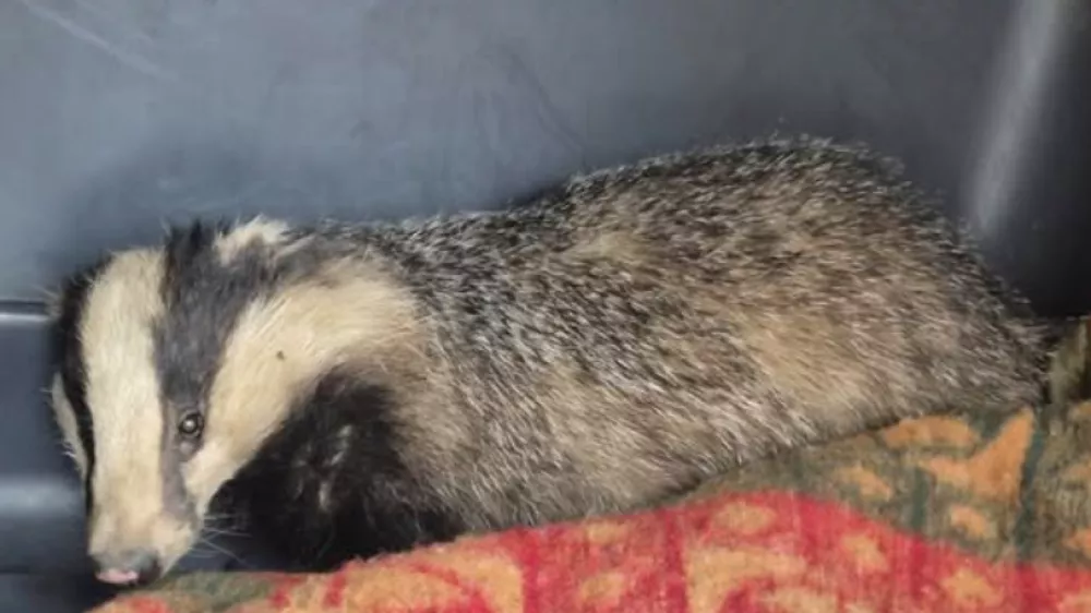 Foto: zaveti&scaron;če Dumovec