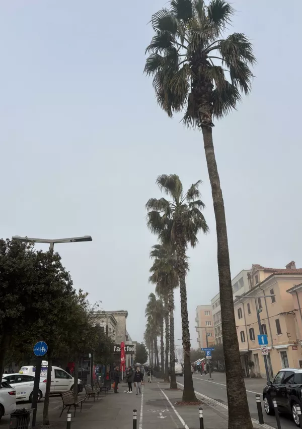 Palme v megli. Bolj redek prizor, kajne? / Foto: Bralka